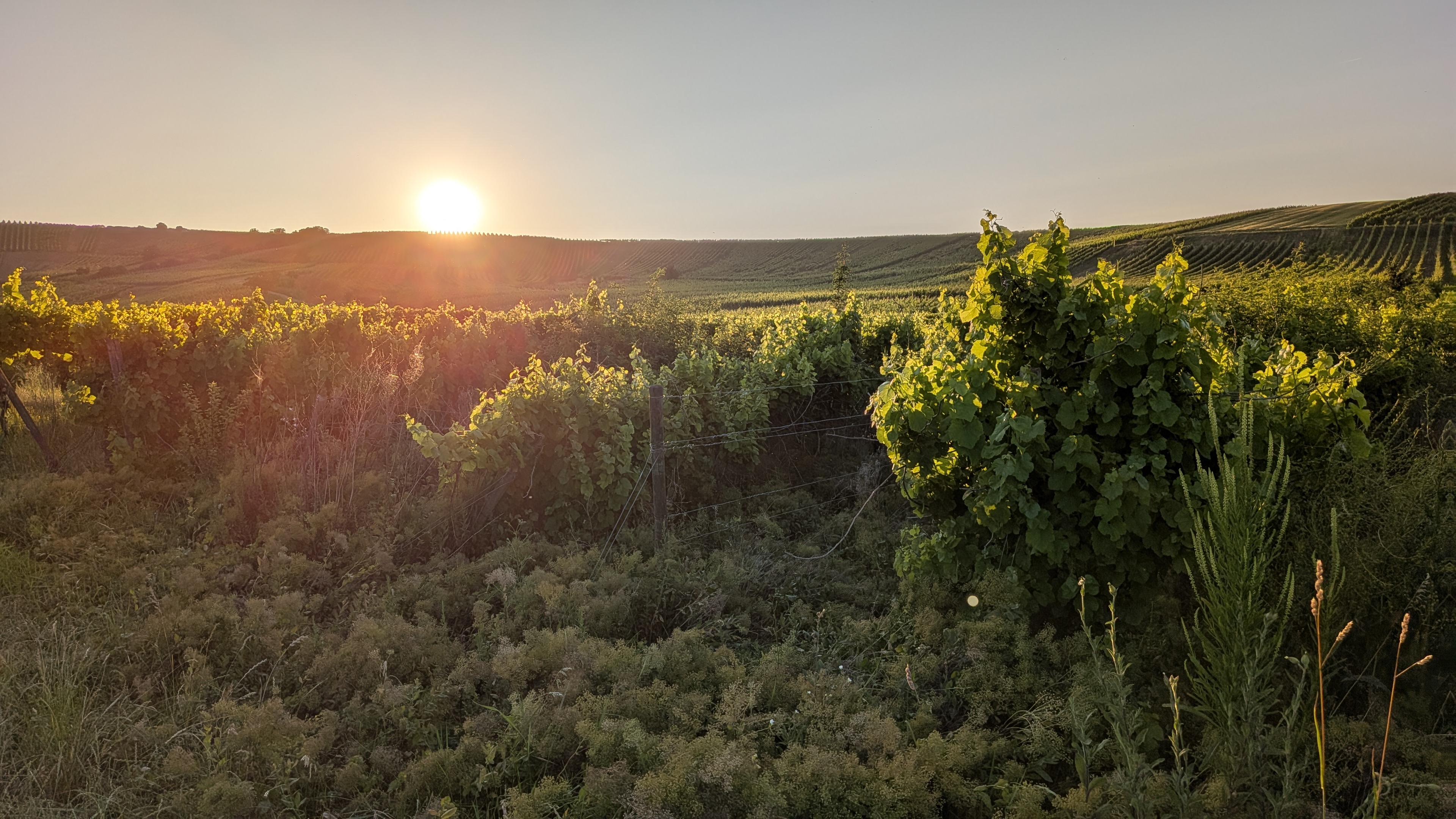 Bild von Weinreben
