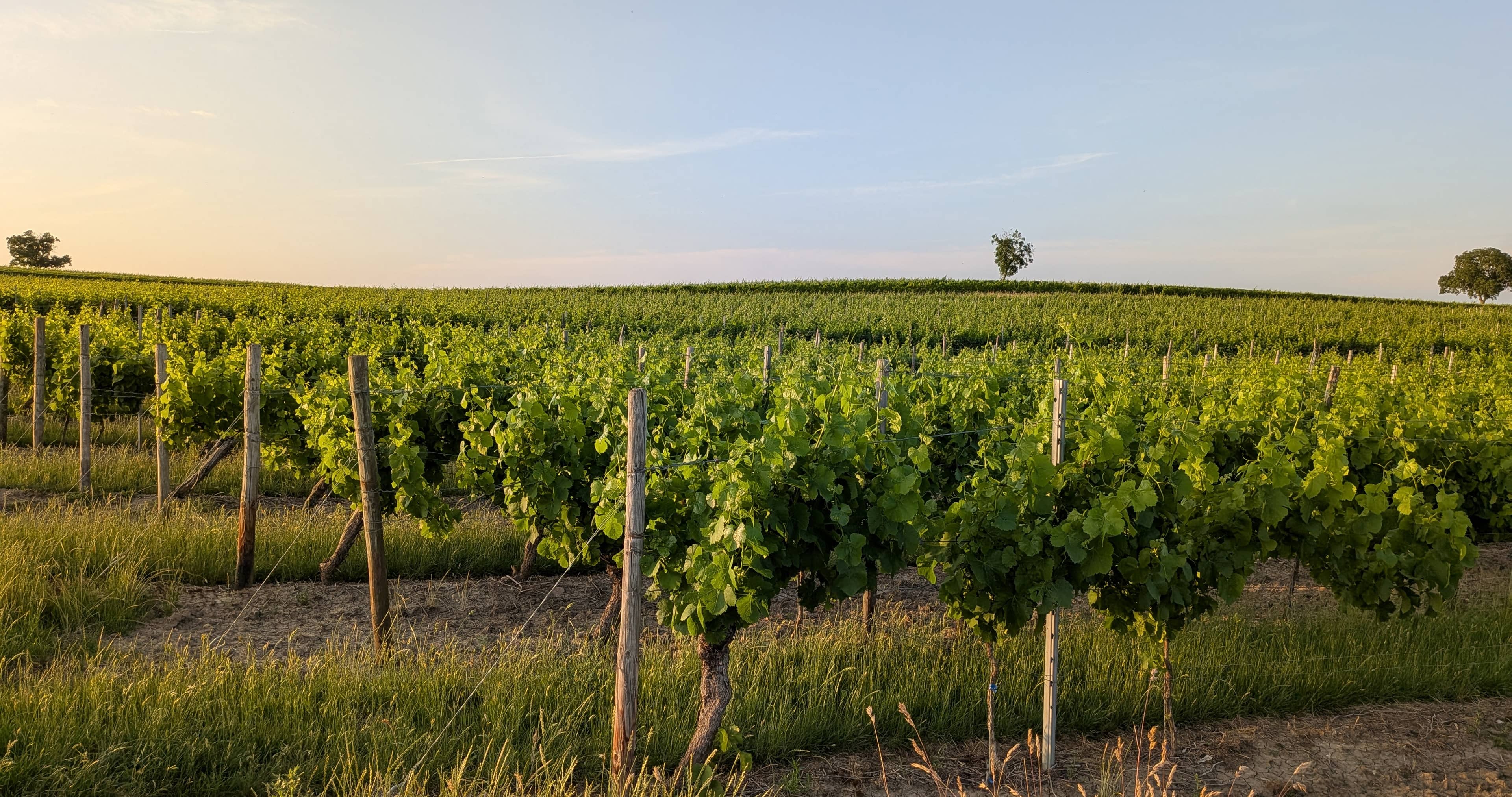 Bild von Weinreben